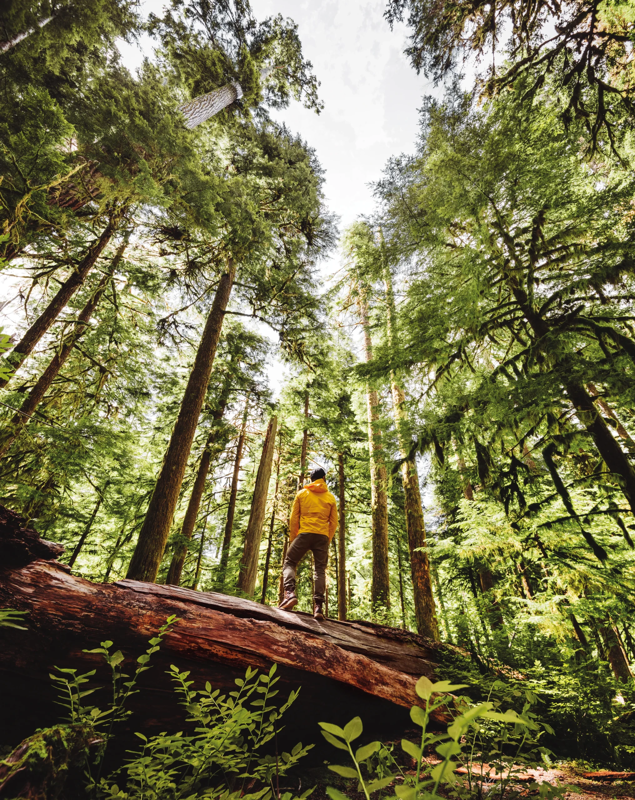 A person in a yellow jacket stands on a fallen log, looking up at the tall green trees in a lush forest, with sunlight streaming through the foliage.